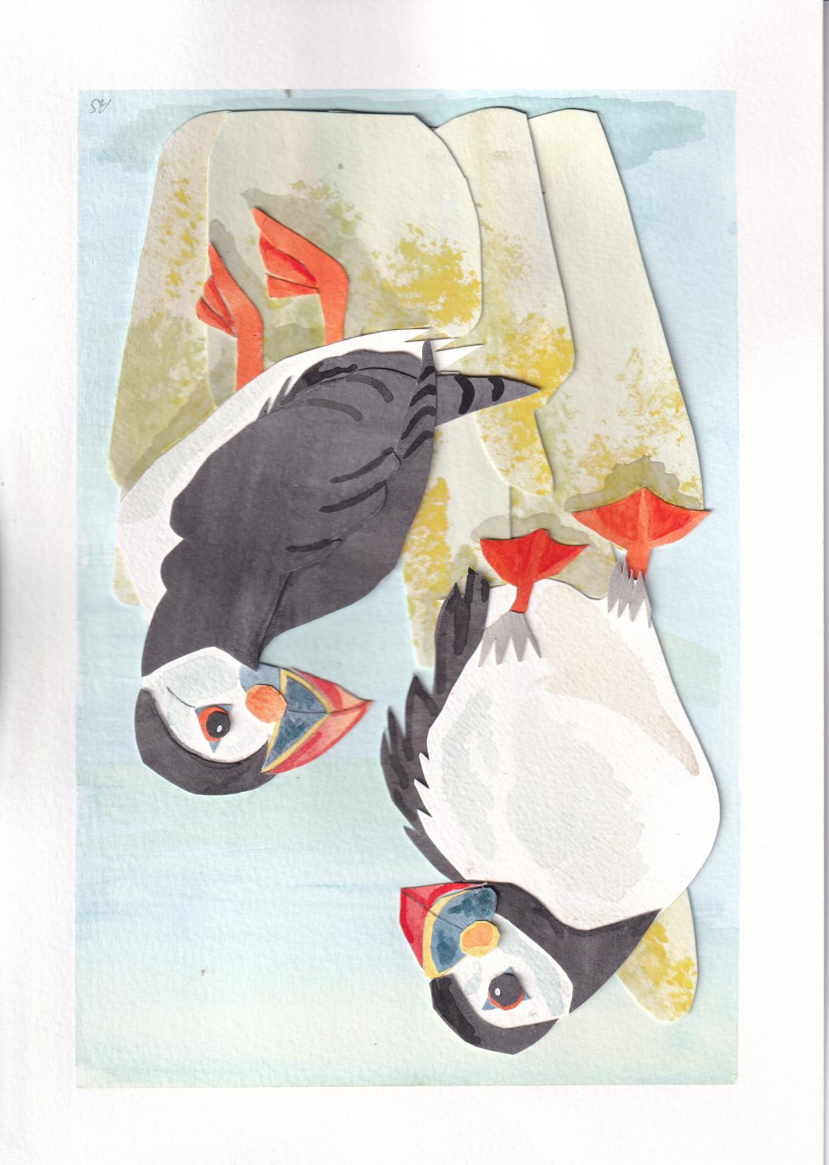Puffin