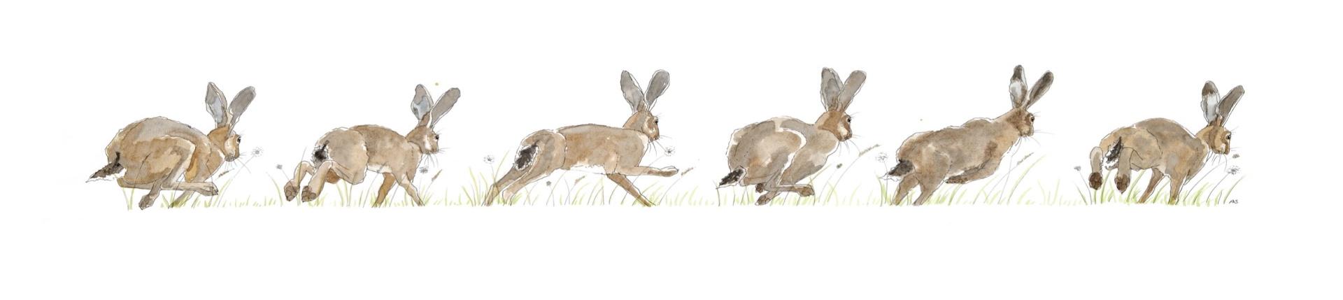 Hares